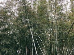 -彩虹桥宠物火化殡葬善终服务(金乐大厦店)