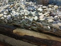 -石家庄市动物园