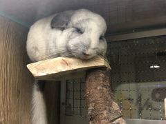 -藦茜花园宠物主题亲子互动体验馆(国顺东路店)