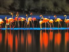 -罗红摄影艺术馆