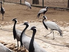 -秦皇岛野生动物园