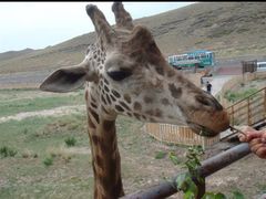 -新疆天山野生动物园