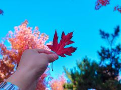 -长白岛森林公园