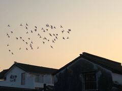 -探花·意境江南菜·唐伯虎文化体验店·松鼠桂鱼(观前店)