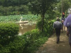 -田野绿世界
