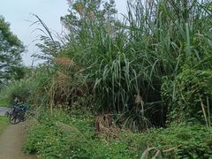 -白鹭湾湿地公园