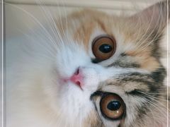 -啵啵喵·猫咖(攀华国际店)