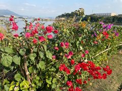 -福建鲤鱼洲酒店