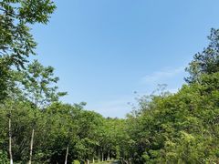-羊山湖公园