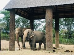 -清迈夜间动物园