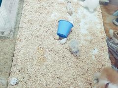 -鹏欣水游城