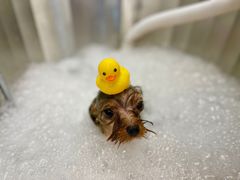 -comecome来吧宠物(奥克斯中心店)