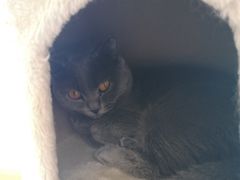 -Sweet cat·星愿猫咖(国贸大厦店)