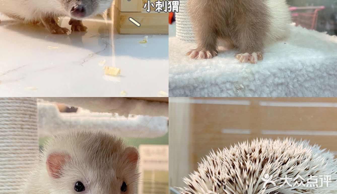 东莞探店｜遇见萌宠