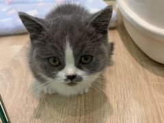 -BABIT巴比特宠物(MOMOPARK店)