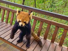 -普洱太阳河森林公园