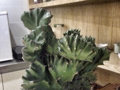 iphone_upload_pic-柴务处·柴犬主题狗咖