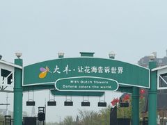 -荷兰花海