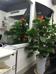 -YO HAIR SALON