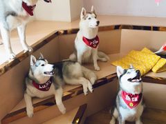 -Husky Go! 哈士奇体验馆·宠物咖啡厅狗咖