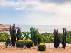 -广东惠东海龟国家级自然保护区