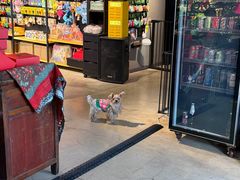 -百好乐宠物友好餐厅(朝外大街店)