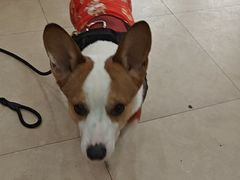 -艾贝尔宠物医院·狂犬免疫点(江山金象城店)