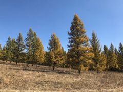 -塞罕坝国家级自然保护区