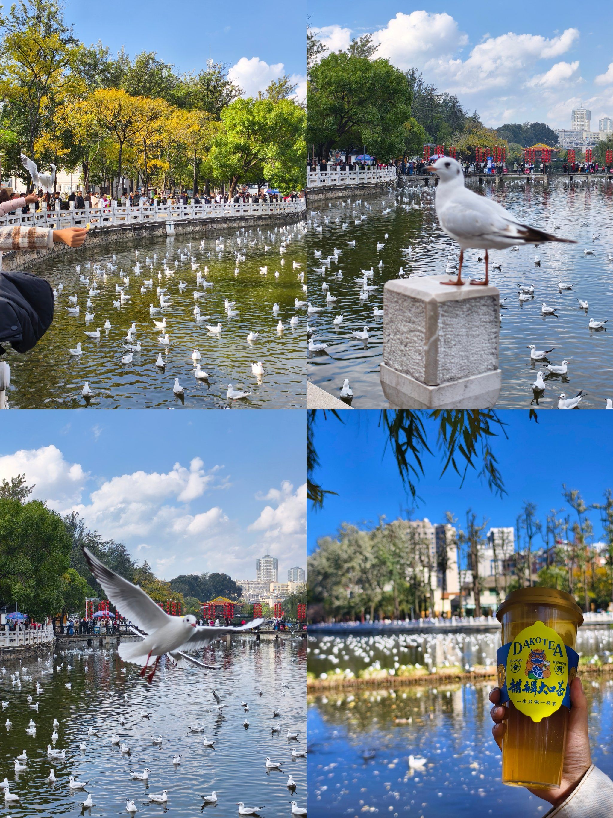 昆明翠湖晒着太阳公园walk了