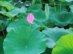 -荷塘月色湿地公园·向阳花洲