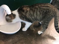 -喵屿·大理花园猫咖