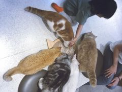 -飞行喵MR PILOT|猫舍·猫咖(静安大融城店)