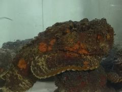 -海盗餐厅