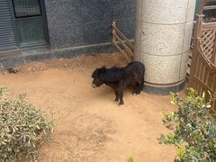 -舟山希尔顿酒店·開自助餐厅