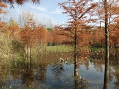 -昆山城市生态森林公园