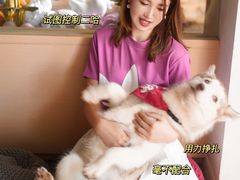 火锅-Husky Go! 哈士奇体验馆·宠物咖啡厅狗咖