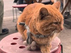 -逍遥镇刘相五胡辣汤豆沫馆(康复中街店)