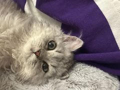-momokira米努特·德文卷毛猫·棉花面纱犬