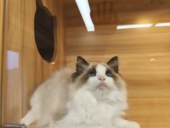 -猫十亿·布偶金渐层·曼基康矮脚猫舍(青年路店)