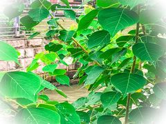 -苏州河梦清园环保主题公园