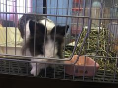 -藦茜花园宠物主题亲子互动体验馆(国顺东路店)