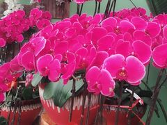 -荷兰花海
