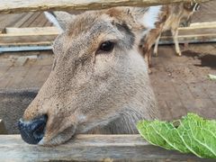 -北京鹿世界主题园