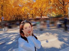 -三里屯东五街银杏大道