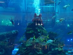 -迪拜水族馆及水下动物园