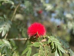 -中国科学院西双版纳热带植物园