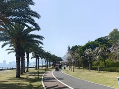 -野狸岛