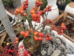 -龙大花卉苗木市场