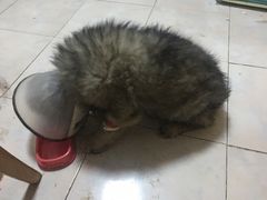 -佑安动物医院·全科·内窥镜中心(幸福巷店)