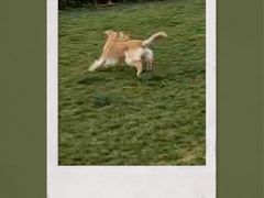 -趣玩宠物乐园寄养训犬训狗游泳池